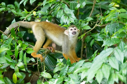 A squirrel monkey moving along a branch