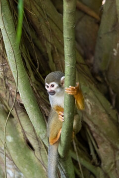 A squirrel monkey clinging to a branch.