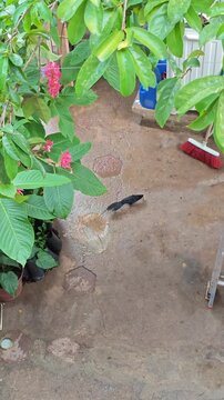 Black Grackle Bird Catching Small Lizard Gecko on House Patio Ground