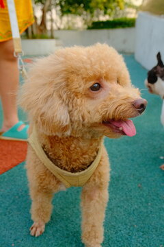 Apricot poodle smiling at the park.