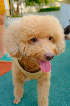 Apricot poodle smiling at the park.