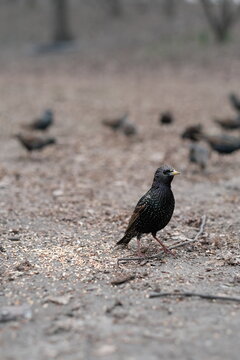 European starlings (Sturnus vulgaris) foraging on the ground and mid flight in a barren park in new york city