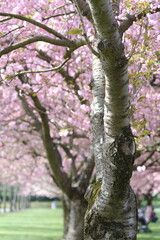 Obraz premium Beautiful pink Cherry blossom trees in full bloom in new york city at a park