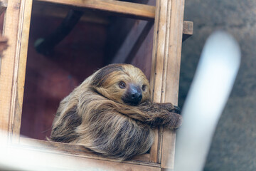 Fototapeta premium Sleepy Brown Sloth Resting in Wooden Window Frame