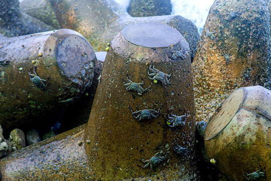 Crabs crawling on concrete wave breakers by the sea.