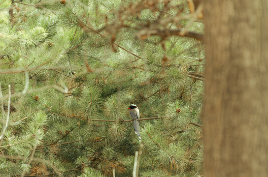 Small Bird Perched on Pine Tree Branch in Quiet Forest