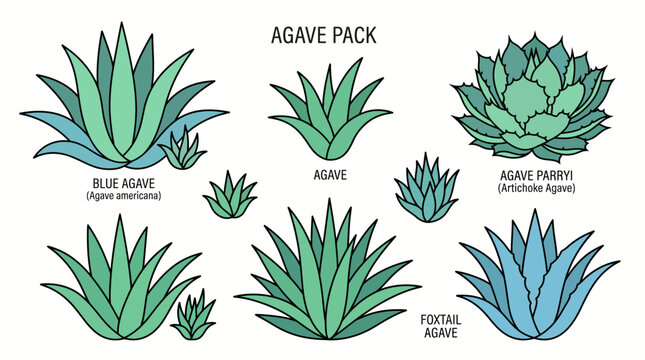 Collection of flat vector icons showing various agave species including blue agave, artichoke agave and foxtail agave