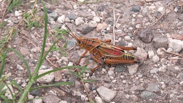 Southeastern Lubber Grasshopper in Florida Park Trail.