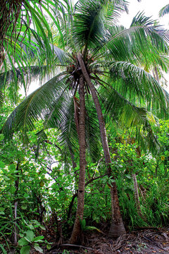 Maldives. Tall coconut palm trees in the tropical jungle.