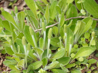 Hairy green plantain weeds with flower spikes © 佳灵 徐