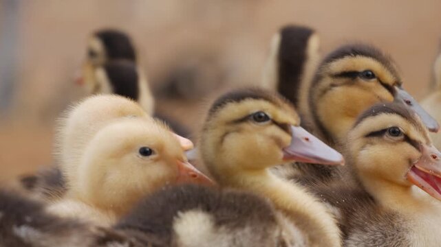 Close-up of ducklings and goslings huddling together and resting in a soft blurred farm background. Tender group.