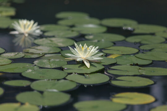 White Water Lilies Blooming on Calm Pond with Green Lily Pads