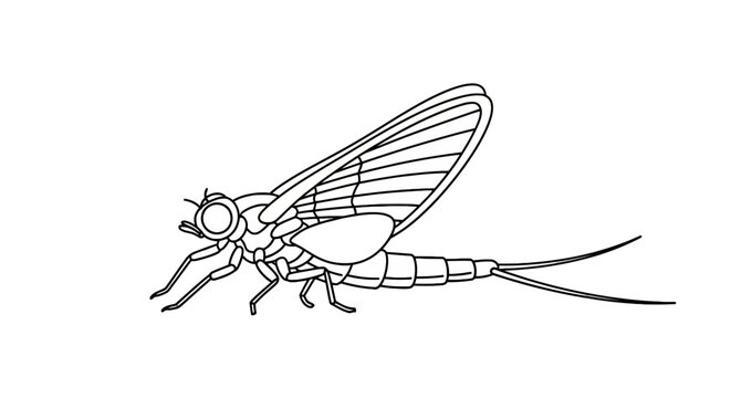 Detailed illustration of mayfly insect.