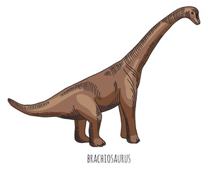 Brachiosaur dinosaur color drawing. Jurassic reptile animal © ONYXprj