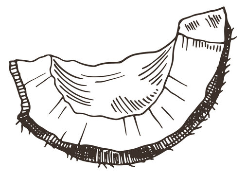Coconut slice. Juicy tropical palm fruit drawing