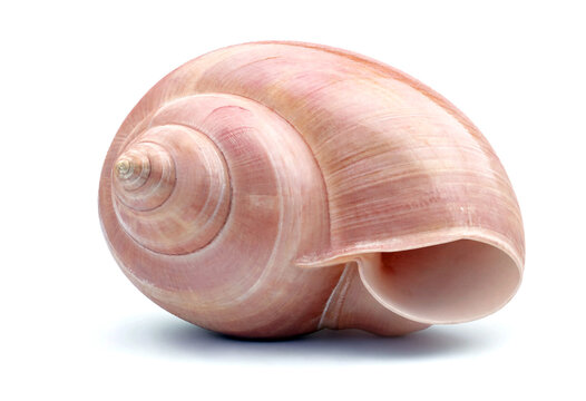 Beautiful pink conch shell with intricate spiral patterns isolated on transparent background
