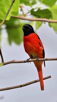 Vibrant male scarlet minivet bird with red and black plumage perched on a branch