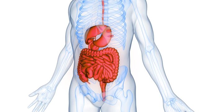 Human Digestive System Anatomy Animation Concept