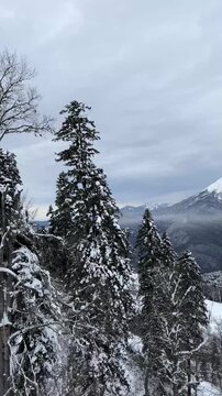 Snow-covered trees in a mountainous landscape under a cloudy sky. The scene captures the tranquility of winter in nature.
