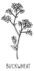 Obraz premium Buckwheat plant sketch. Agricultural crop. Farm grain