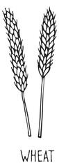 Obraz premium Wheat ear. Farm crop cereal grain sketch