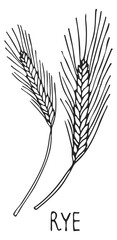 Obraz premium Rye ear sketch. Farm cereal crop drawing