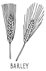 Obraz premium Barley ear. Grain crop. Farm natural plant