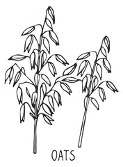 Obraz premium Oats plant. Cereal grain plant sketch drawing