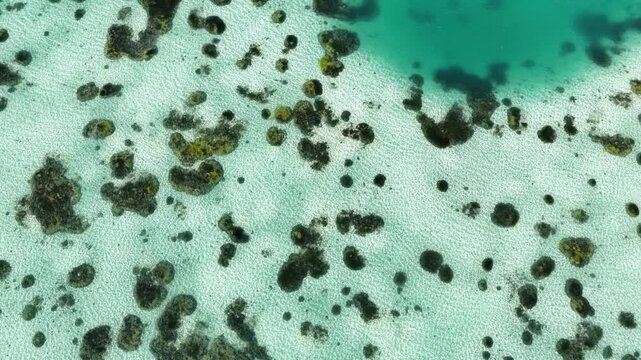 Calcareous algae and white sand forms abstract patterns in Kakaban Lake amid the Derawan Islands, Indonesia. This marine lake, surrounded by limestone, harbors four species of harmless jellyfish.