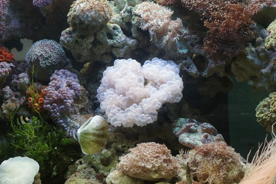 coral reef and coral