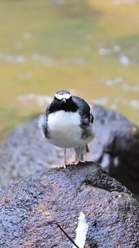 Close up of a wild white-crowned forktail bird perched on a wet rock near a flowing river stream