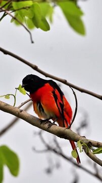 Wild male scarlet minivet bird with vibrant red and black plumage preening on a tree branch against a bright overcast sky