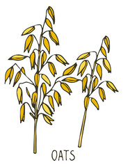 Obraz premium Oats plant hand drawn sketch. Color farm crop