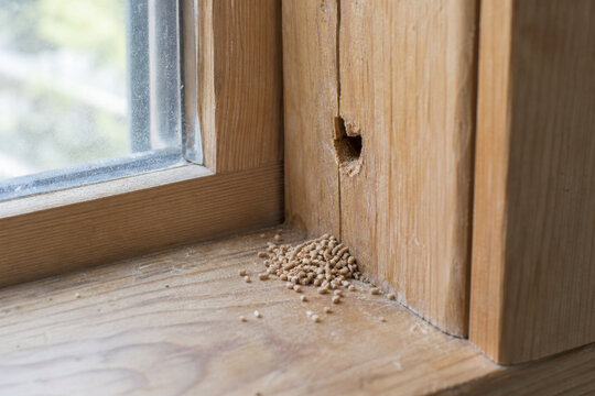 Small Wood Pellets Beneath a Hole in a Wooden Window Frame