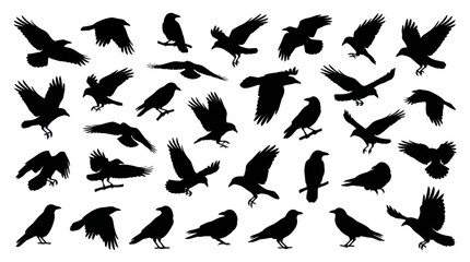 Fototapeta premium Black raven and crow silhouettes in various flight poses.