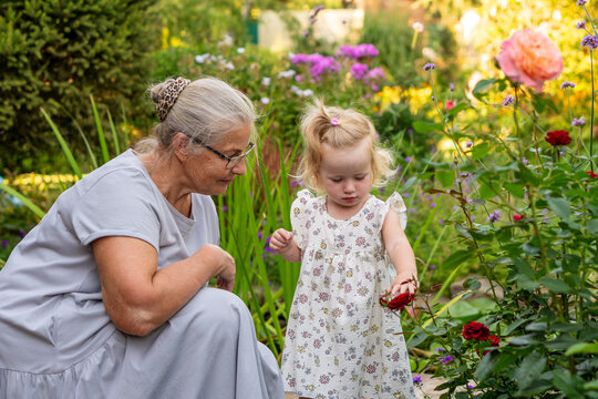 Grandmother Watching Granddaughter Touch Red Rose In Garden