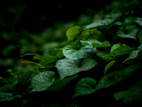 Lush Green Vine Leaves with Water Droplets in Dappled Forest Light