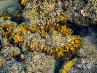 Golden Coral Reef and Marine Growth in a Shallow Intertidal Pool  © YEVGENIY