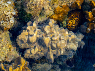 Golden Coral Reef and Marine Growth in a Shallow Intertidal Pool © YEVGENIY