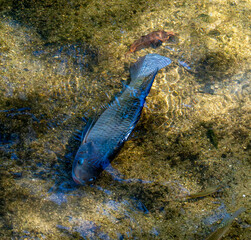 Side Moving Freshwater Fish in a Shallow Natural Pond  © YEVGENIY