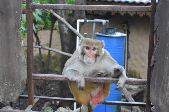 A monkey with cute face 