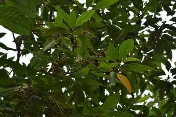 green apple tree