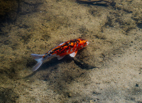 Colorful Koi Fish Swimming Over the Bottom of a Freshwater Pond