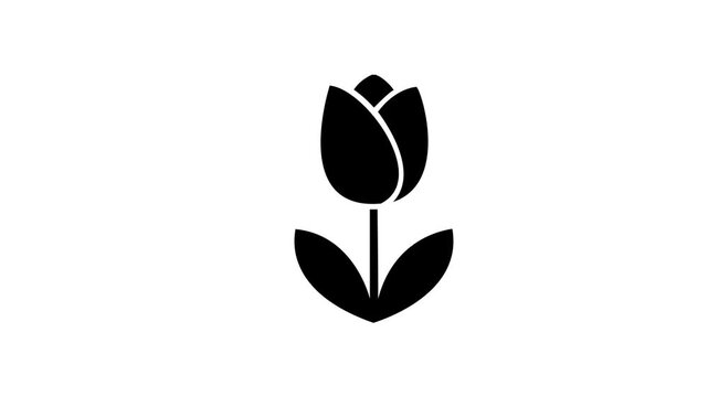 Elegant Tulip Flower Icon Animation on White Background.Motion graphics of concept