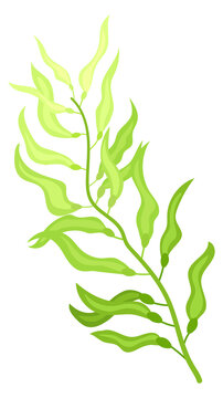 Green algae cartoon icon. Aquatic nature plant