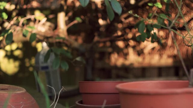Cute light colored dog walking through garden past terracotta plant pots during golden hour light.
