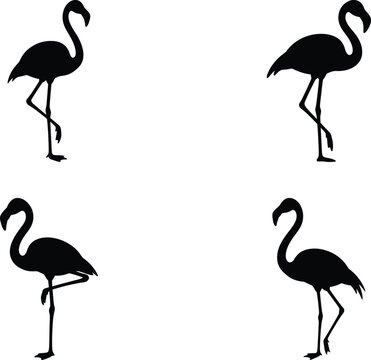 Four flamingos standing in different poses Vector