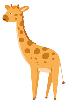 Baby giraffe. Cute zoo animal. Wild nature