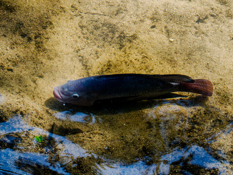 Giant Gourami Swimming in Shallow Freshwater