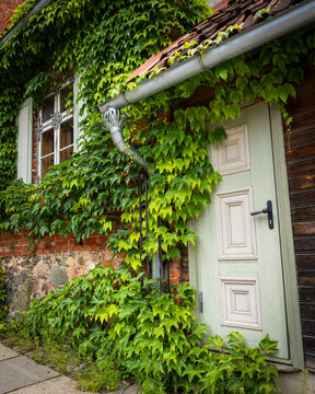 Leafy cottage doorway on Kuldiga street